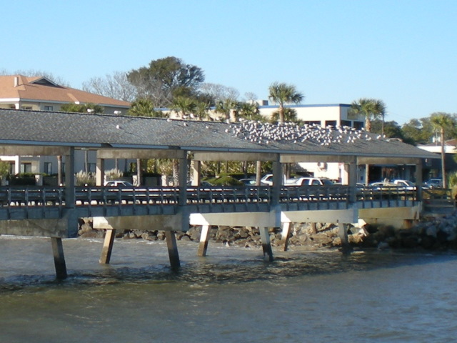 Seagulls sunning themselves atop the St. Simons Fishing Pier