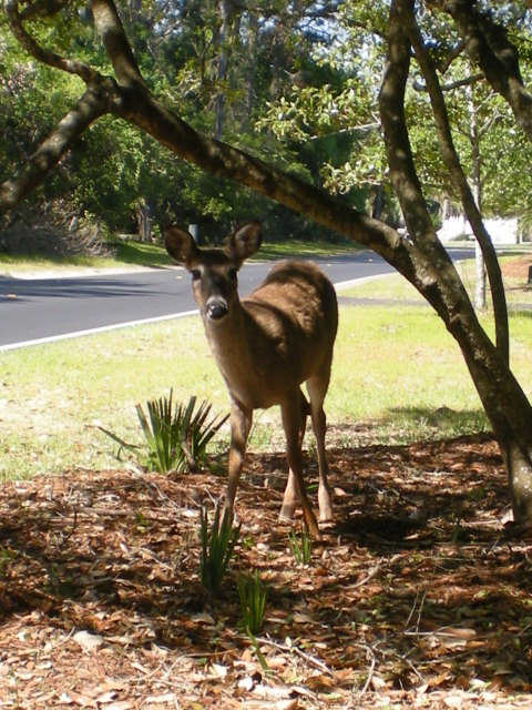 One of the friendly local Fripp Island deer