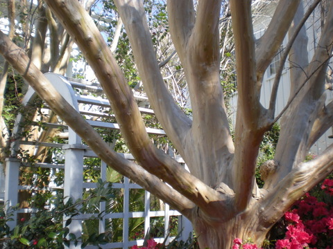 A very photogenic crape myrtle