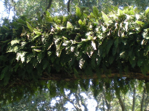 This is what the fern looks like immediately after a rain shower!