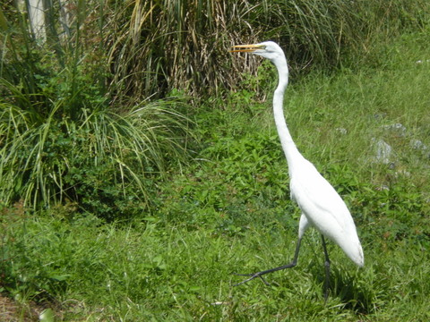 We see her everyday on our bike ride to the beach!