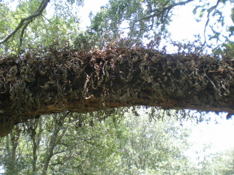 This is what the fern looks like when we've had no rain.