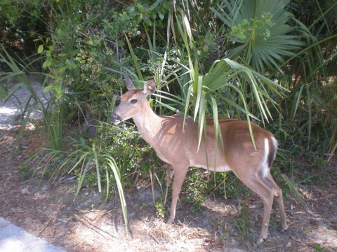 One of the hundreds of tame deer on Fripp Island