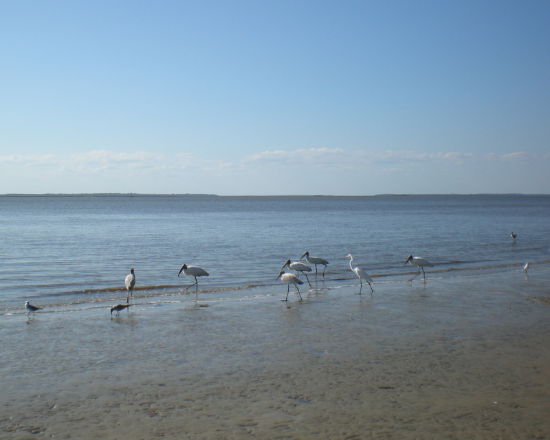 After the seines were pulled in and emptied, the birds would look for leftovers... 