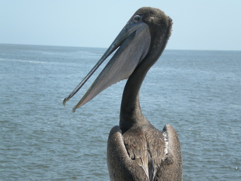 Simon, the St. Simons Island Fishing Pier pelican, gives me a piece of his mind.