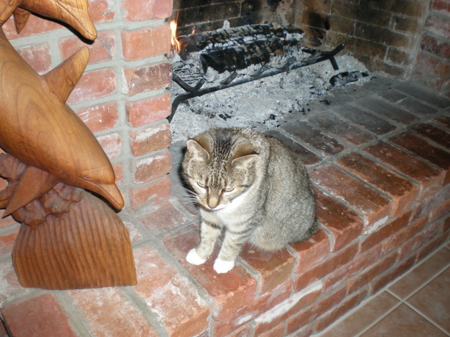 You know it's cold when your cat gets this close to the fire!