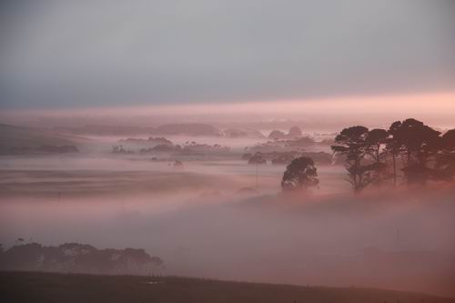 Looking out my back door. The mist kissed by the rising sun.