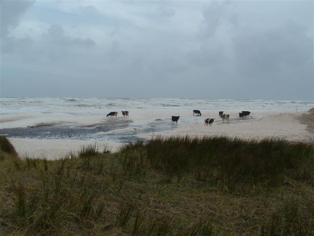 Bottle creek.cattle are agisted  March to October.