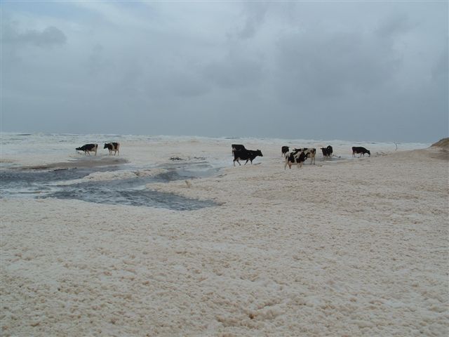 cattle aslo love kelp.