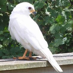 on the garden fence