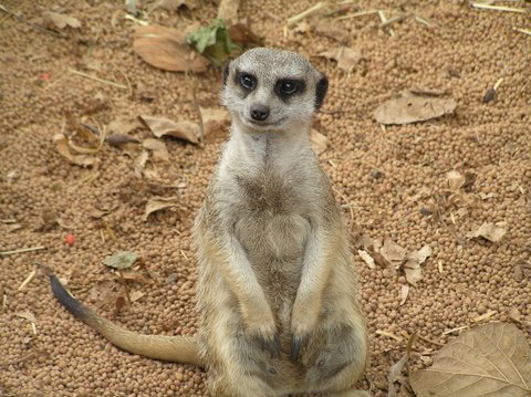 Thats what my granson calls them. Perth Zoo.