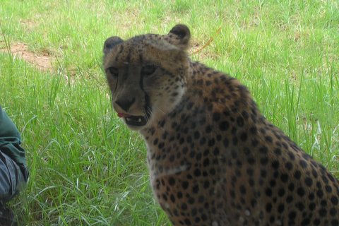 At the Perth zoo