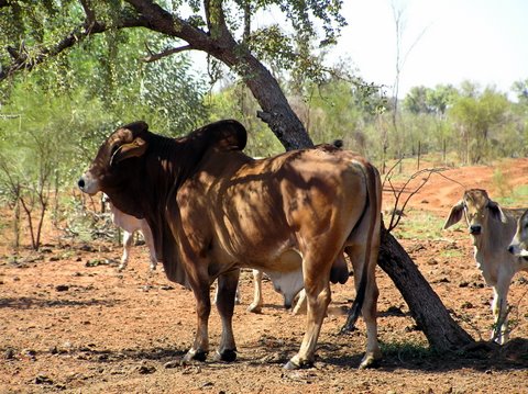   A bull on a station South of Broome.