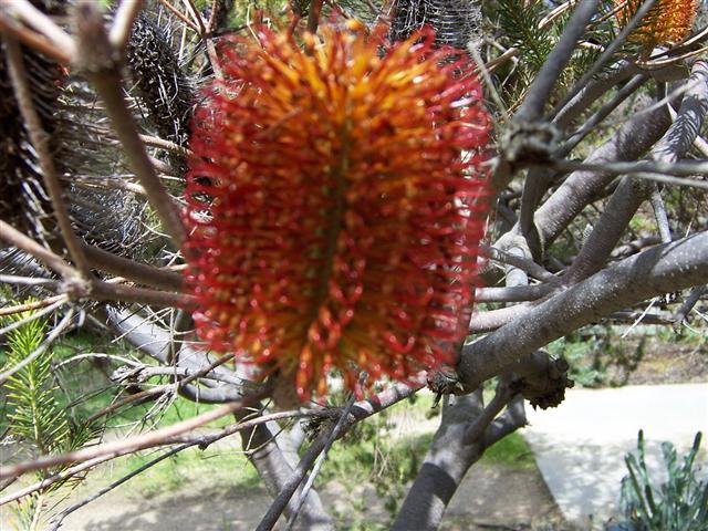 A variety of banksia