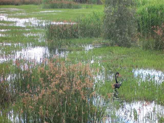 A black swan in the Moira Wetlands. It's been a few years now since water birds have been able to visit the wetlands. The Drought has changed everything.