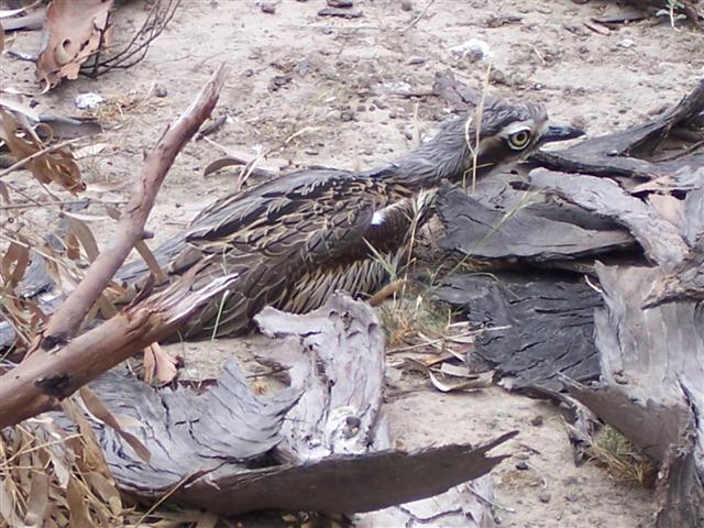 Another wonderful camouflage job. These ground dwelling birds are rarely seen and numbers are declining fast. But, in the town of Berrigan in southern NSW there is a bush stone curlew which thinks it's human and every day it walks into the bar of the local golf club, for its daily handout. It's been doing it for so long now that an image of the Bush Stone Curlew is the club logo. 