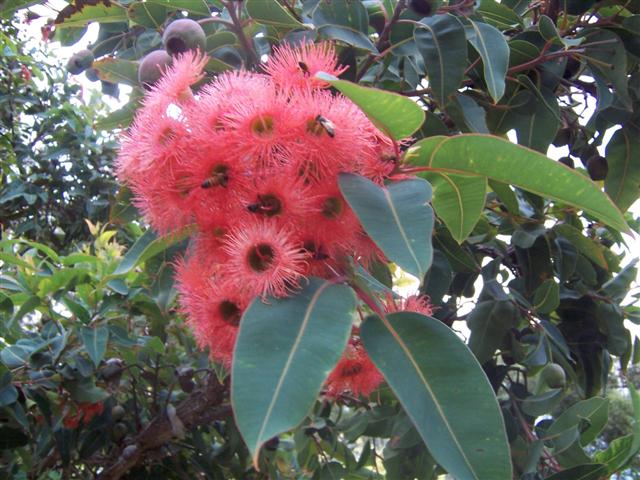 This one has a beautiful pink flowers. Bees just love the nectar of eucalypts and you can get honey in various "flavours" depending on which tree is the most common in the area.