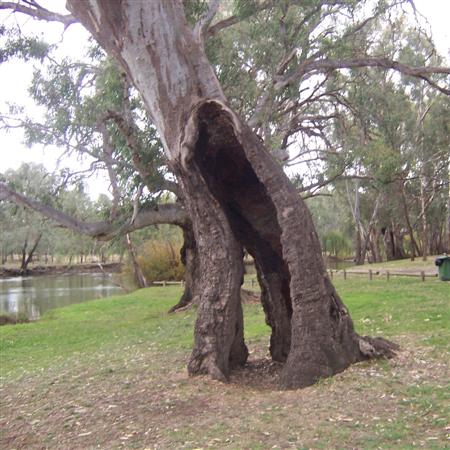 This is actually a living tree. It is a huge River Redgum which has been through a bushfire at some stage and the inside has been burnt away. Up above though there is a crown of healthy leaves and new growth. Tough old trees!