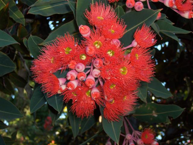 Eucalypt flowers are exquisite when looked at up close. The red flowering gum is very common.