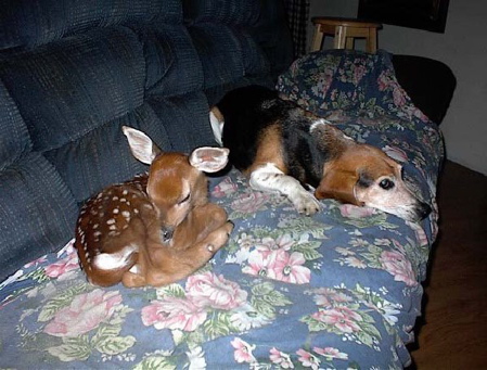 This came to me in a newsletter.  The fawn followed the dog in through the doggie door.  Happened in Bittinger, Maryland.