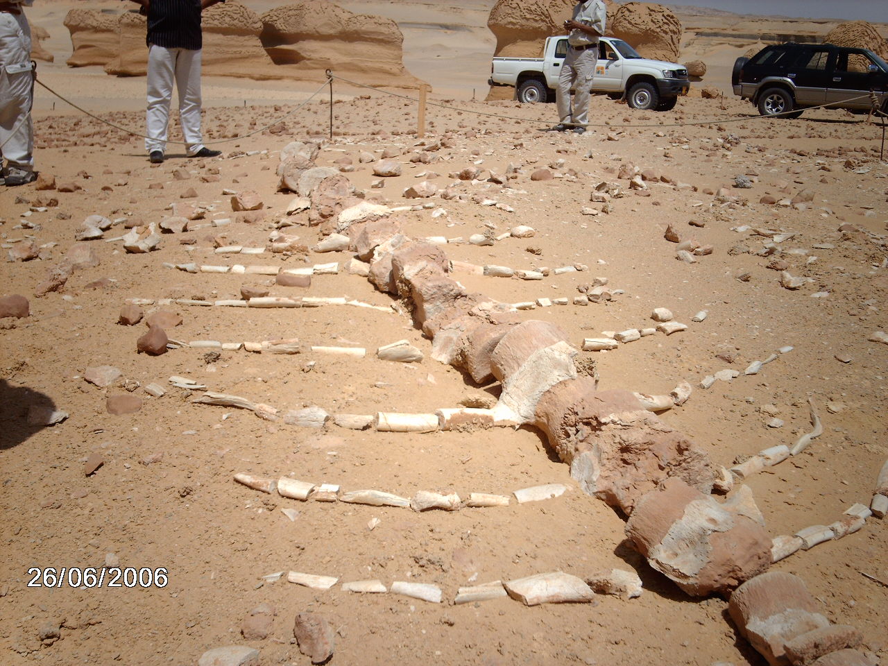 VALLEY OF WHALE  150km from cairo FAYOOM DISTRICT a lot of whale skeleton ( it was an ocean since 40 million years)