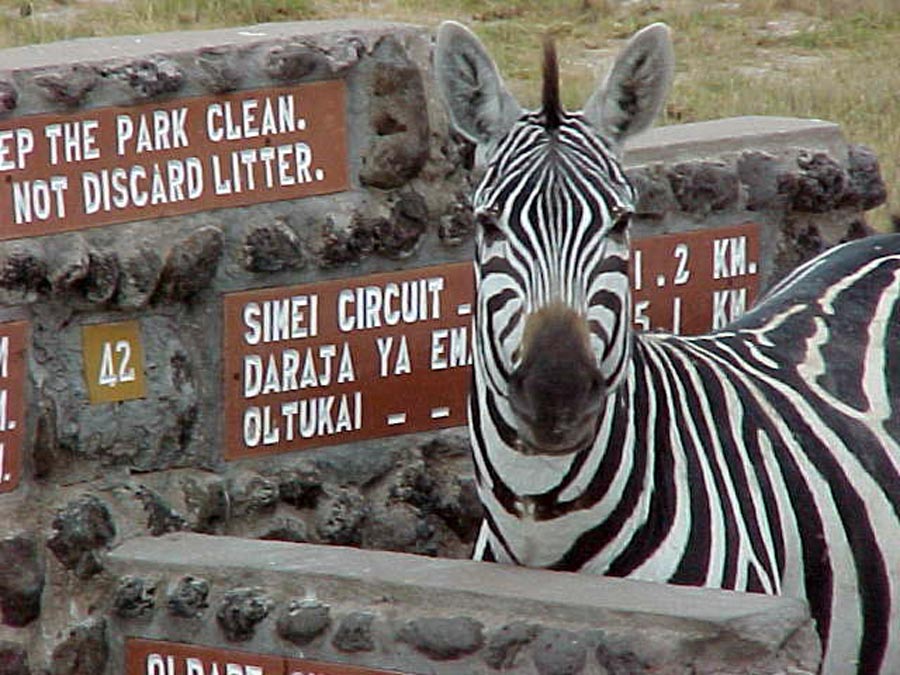 Common Zebra  -  Amboseli, Kenya 