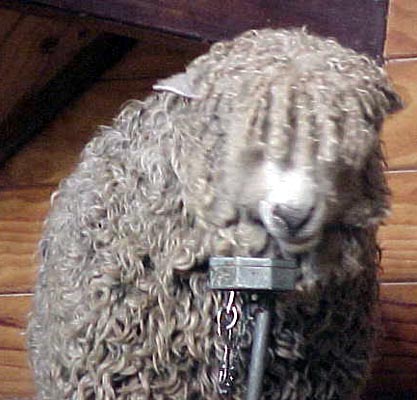 Taken at the Agrodome Sheep Show in New Zealand. Isn't he/she cute.