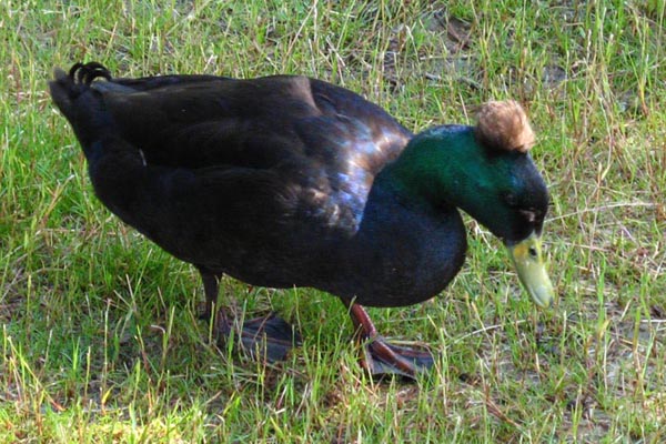 Photo taken along the Rogue River, Rogue River, OR (by a fellow admirer - who had a camera with him & emailed me photo) I wonder if this is the same duck I saw at the same place a couple of weeks ago.