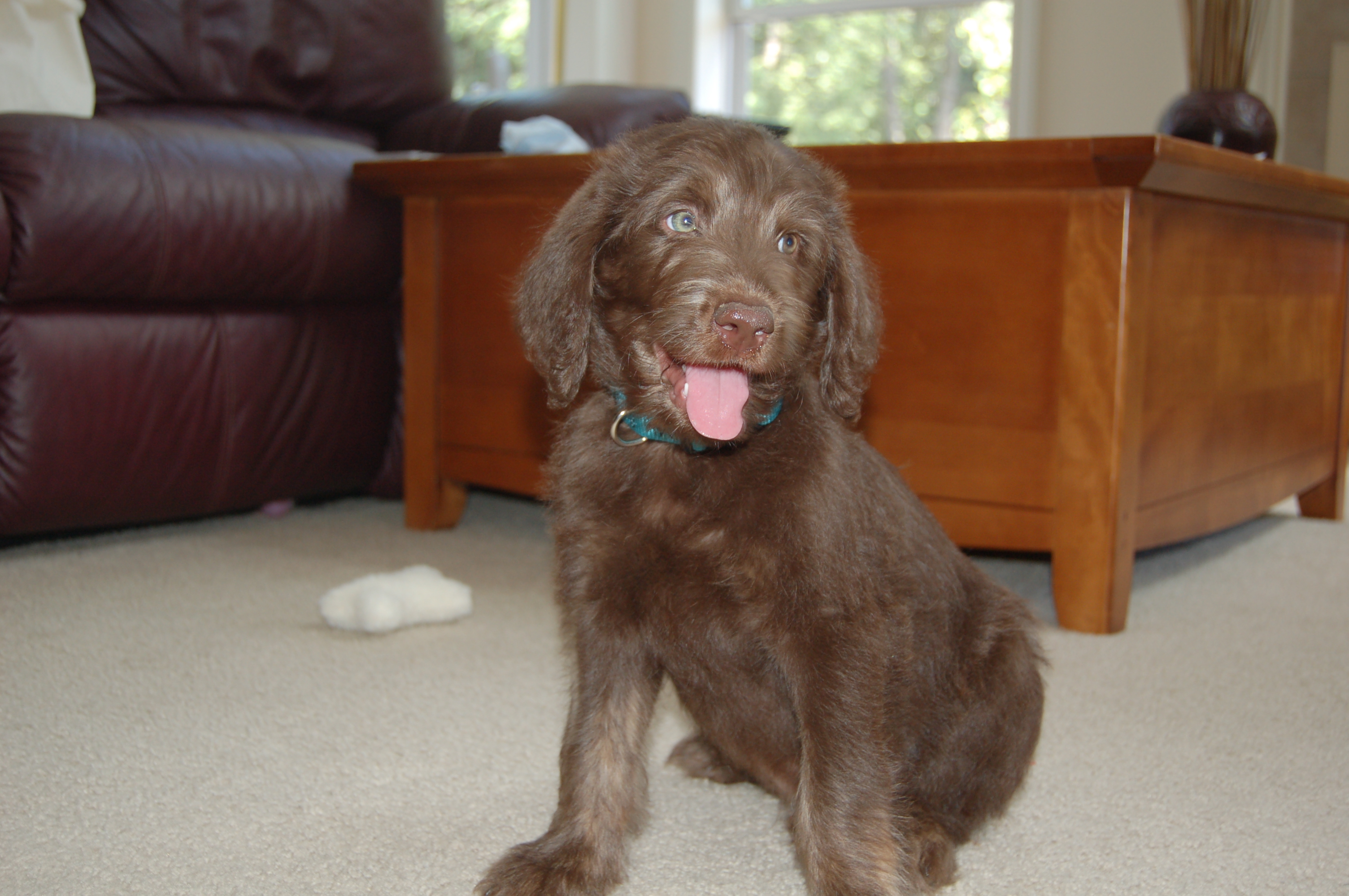 We got Rocky in August 2009.  He is a labradoodle. Dad - chocolate standard poodle, Mom - yellow lab.