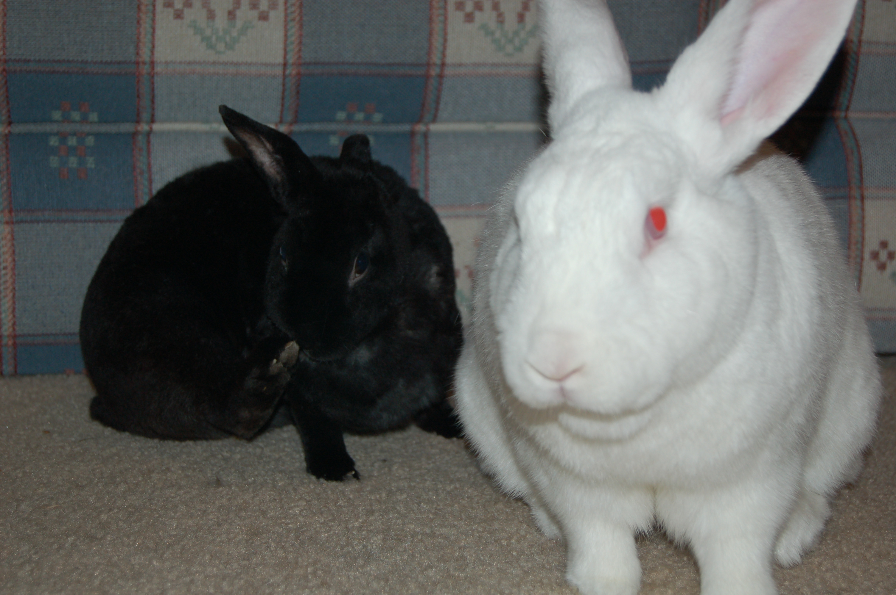 They were both tiny fluffballs when we got them, but Benny kept growing until he was the same size as our cats!