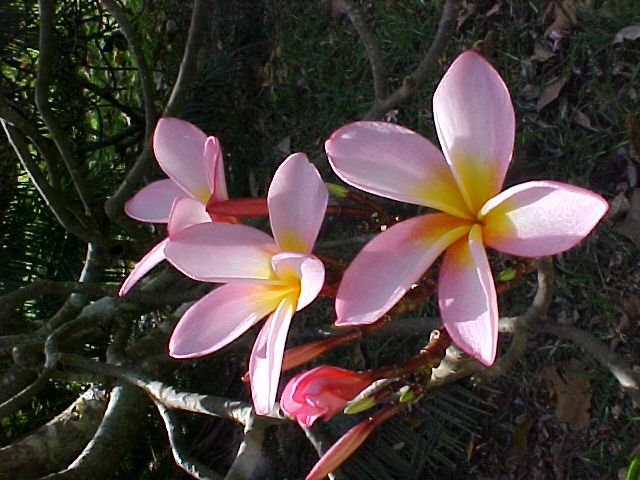 Taken in the Botanical Gardens at Dar es Salaam, Tanzania.