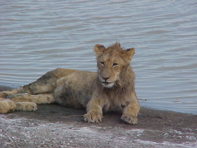 Lion Cub from Ngorongoro Crater, Tanzania.