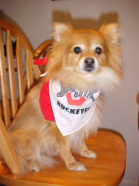 Foxie cheers for her favorite college team!