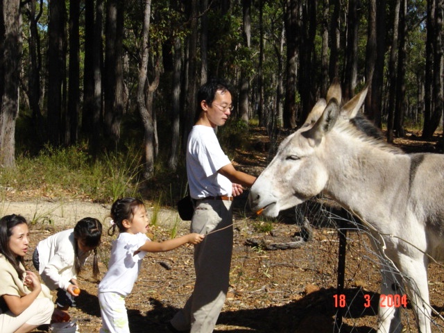 Donkeys always love to be made a fuss of (especially when there are some carrots being offered!).