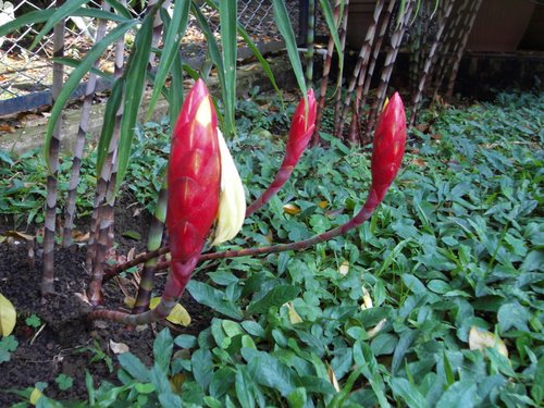 The flowers add a great decoration to a yard.