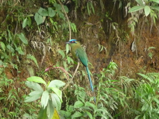 Barranquero- Momotus momota