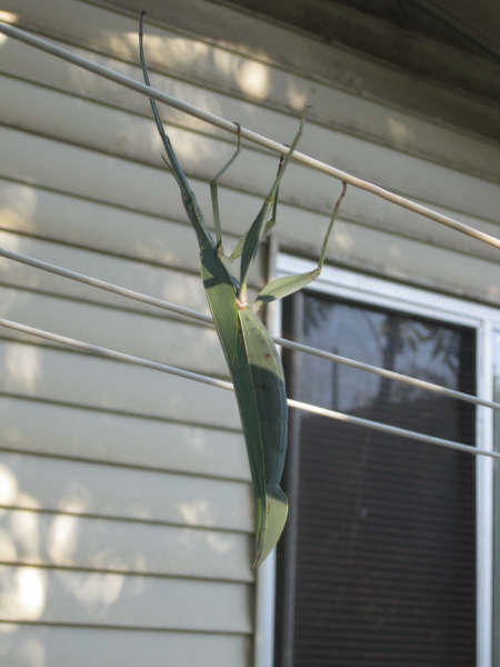 This was hanging on my clothesline