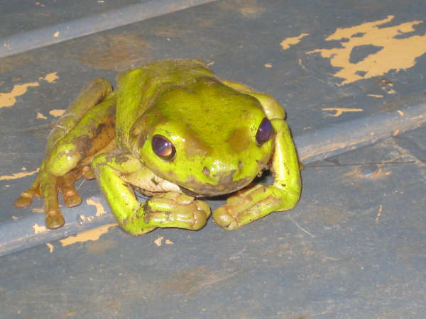 The Green Frog I saved out of a 44gal drum in the sun.