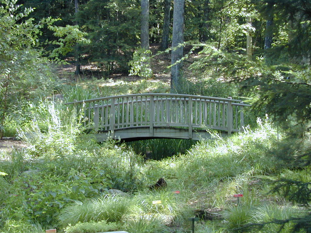 A scene from Garden in the Woods in Framingham, MA, where I volunteer.  This is taken in the rare plant garden.