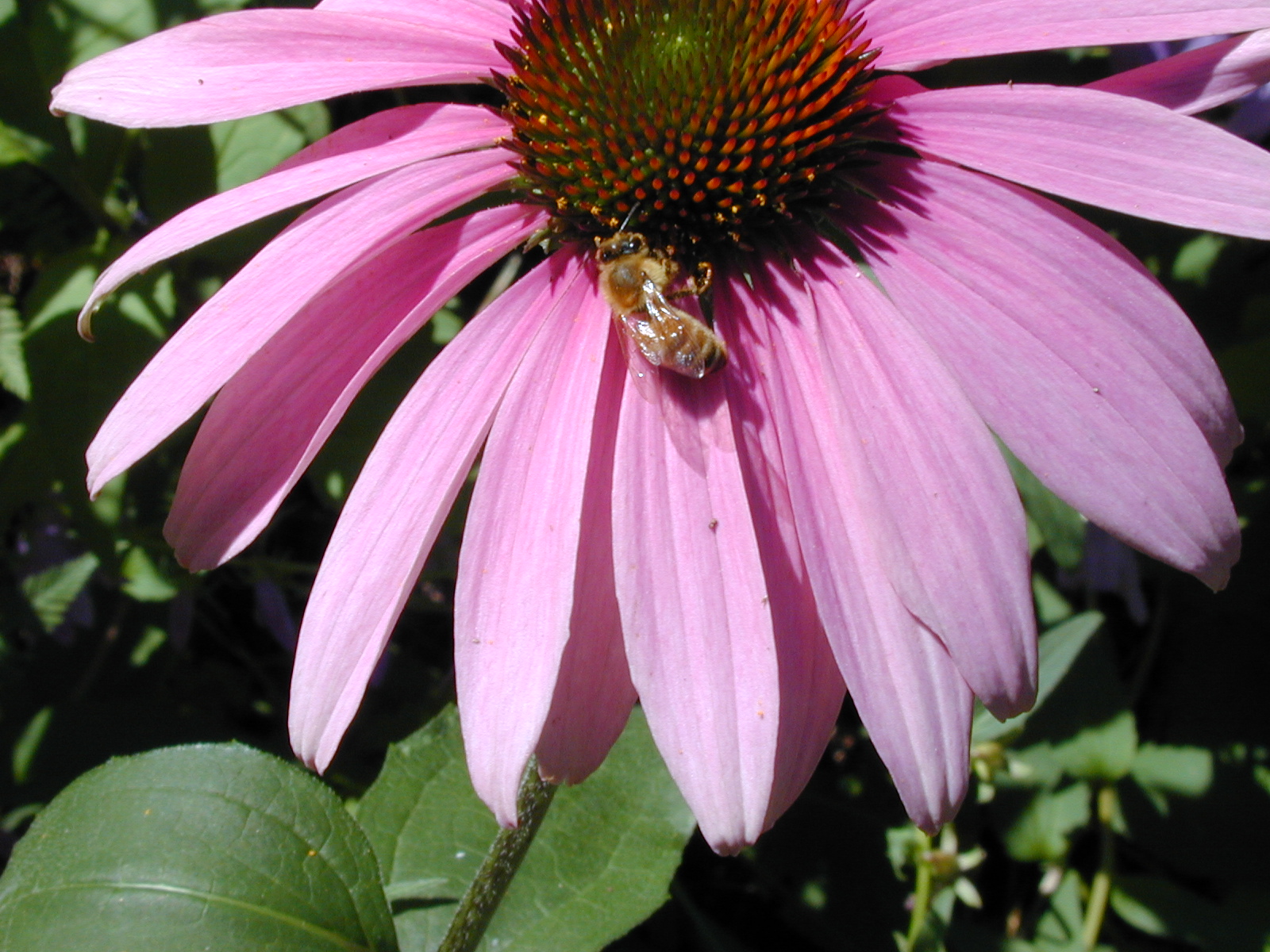 Echinacea Purpurea -- an easy to grow wildflower native to the US.