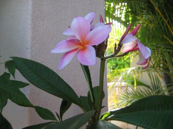 Pink plumeria on my front porch, plant given to me by my parents years ago