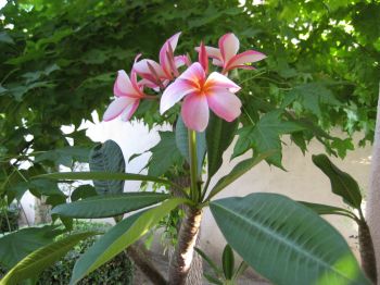 Pink plumeria blooms on my front porch, plant given to me by my parents years ago