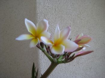 Yellow & pink plumeria blooms, cutting from Littmans