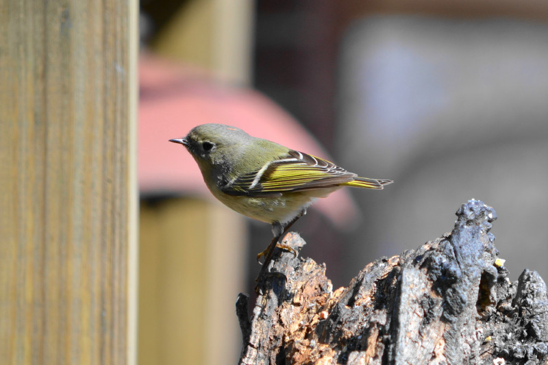 Not sure what kind this is. Palm or Yellow warbler?