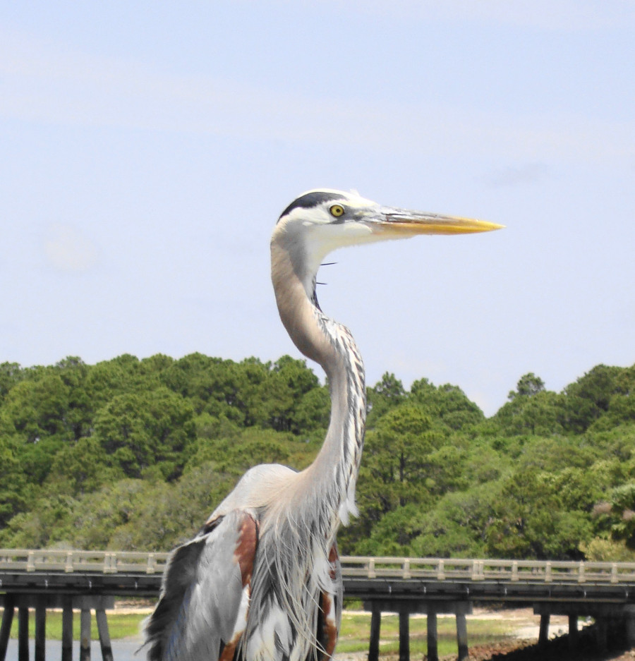 I took this picture at a fishing pier on Hunting Island. Kathy/Rob's house is 5 minutes away.