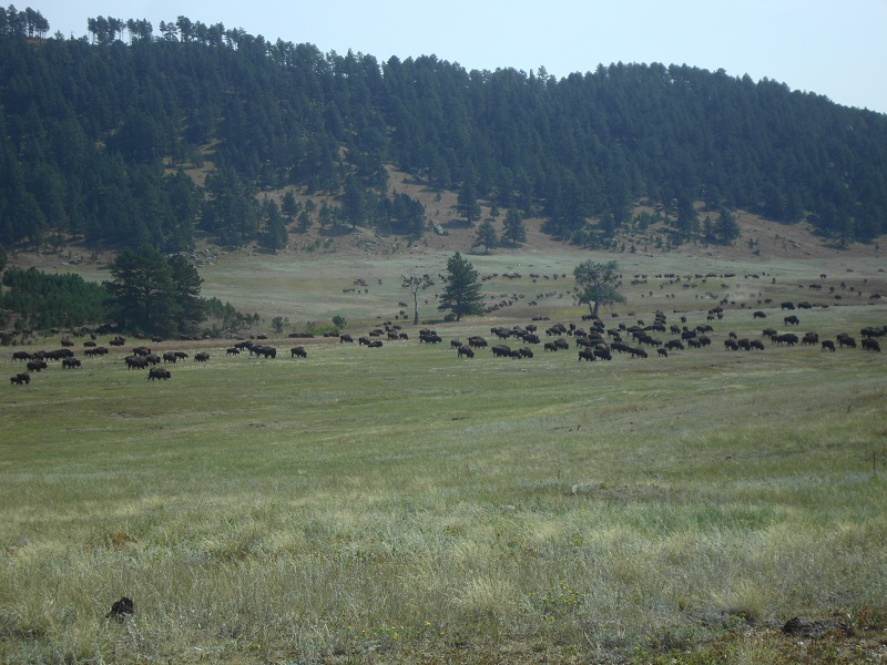 Of course I've heard of bison.(Sorry, I couldn't resist.) Saw this herd in Custer SP.