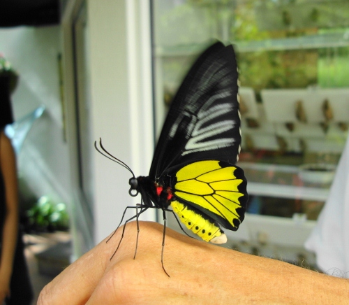 This butterfly had just emerged from its cocoon.