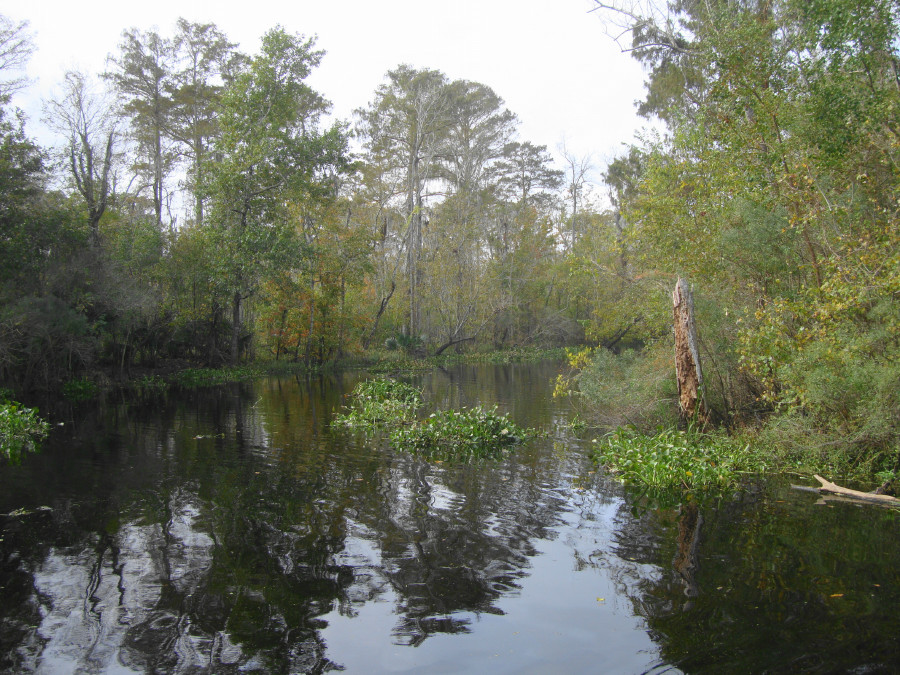 We saw a lot of gators and a few raccoons.