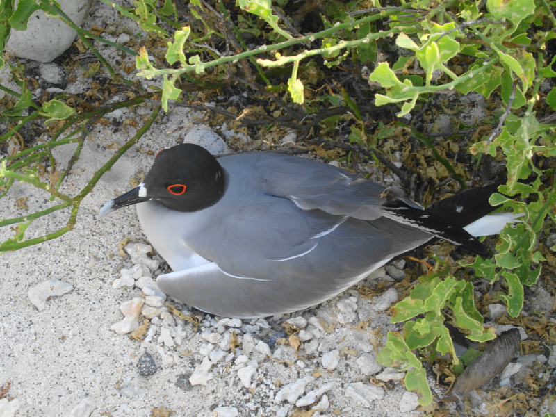 Or maybe a Swallow-tailed gull?