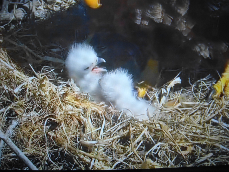 Two new bald eagles. You can see mama's beak at top center.